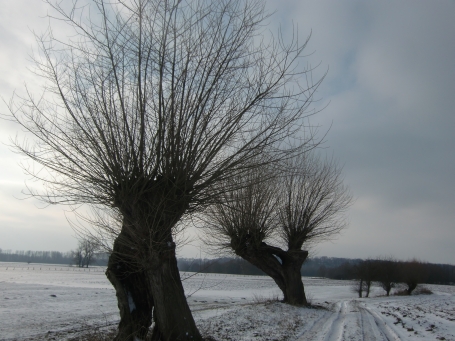 Xanten : Winter 2013, Kopfweiden auf der Bislicher Insel